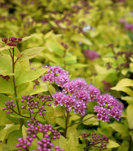 Double Play® Gold Spirea