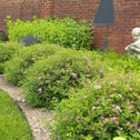 Double Play Gold Spirea Shrubs has green foliage and pink fall blooms