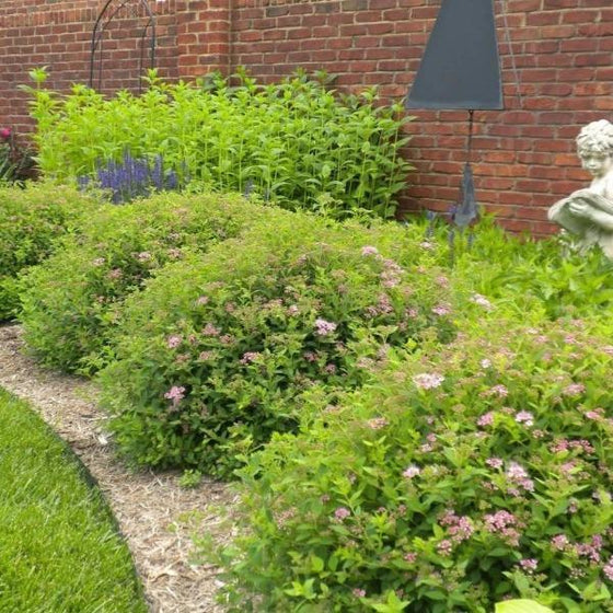 Double Play Gold Spirea Shrubs has green foliage and pink fall blooms
