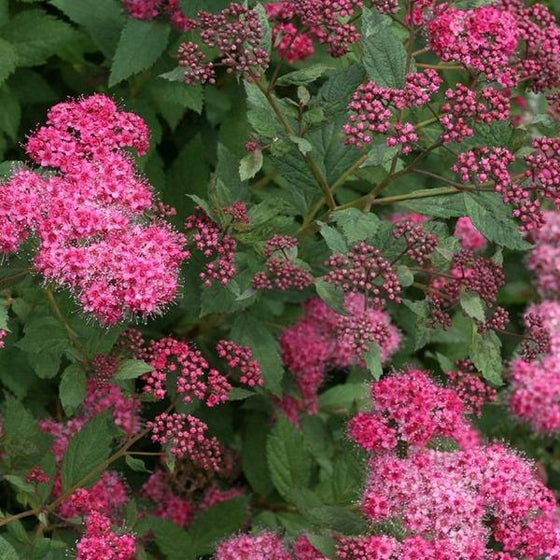 deep pink flowers and bright green lush foliage of the double play spirea