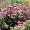 double play pink spirea in a mixed garden with puffy pink flower clusters