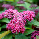light and dark pink blossoms of the double play pink spirea flowes