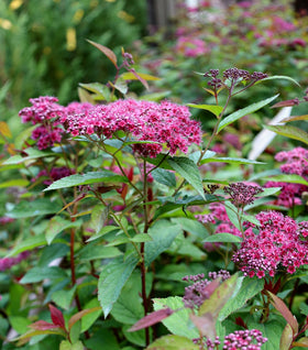 Double Play® Pink Spirea