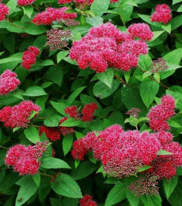 Double Play® Red Spirea