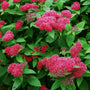 Double Play Red Spirea Shrubs have vibrant red blooms