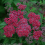 close look at dark red double play spirea in full bloom
