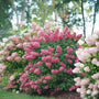 Fire Light Hydrangea Shrubs as a Landscape Foundation Plant for Garden