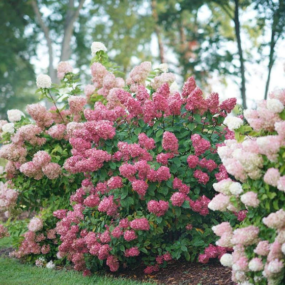 Fire Light Hydrangea Shrubs as a Landscape Foundation Plant for Garden