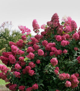 Fire Light® Hydrangea