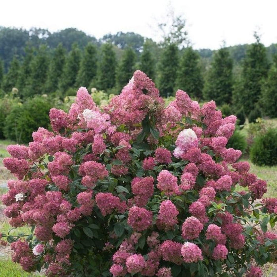 firelight hydrangea blooms