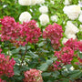 Fire Light Hydrangea Shrubs Have Rich Pink Flowers Long Stems and Green Leaves