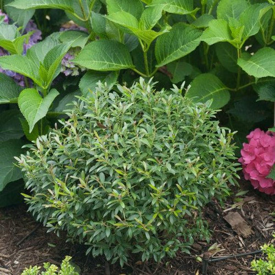 Gem Box Inkberry dwarf evergreen holly