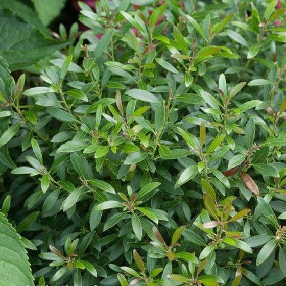 Evergreen shrub Gem Box Inkberry