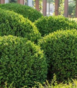 Gem Box® Inkberry Holly