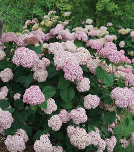 Incrediball® Blush Hydrangea