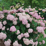 Incrediball Blush Hydrangea shrub in full bloom with light pink blooms