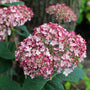 huge incrediball blush hydrangea flowering shrub in bloom with light pink petals
