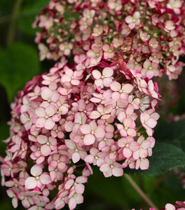 Incrediball® Blush Hydrangea