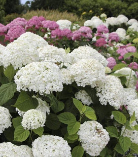 Incrediball® Hydrangea