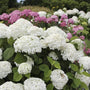 mature hardy Incrediball Hydrangea bush in full bloom with snow white blossoms