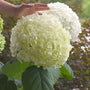 Soft white Incrediball Hydrangea shrub with giant cluster of delicate blooms