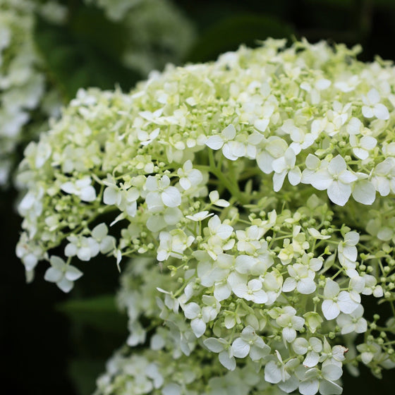 close up white hydrangea blooms