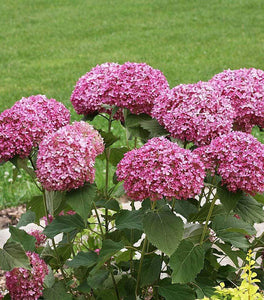 Invincibelle Mini Mauvette® Hydrangea