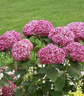Invincibelle Mini Mauvette® Hydrangea