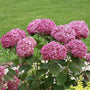 invincibelle mini mauvette hydrangea arborescens round pink flower clusters