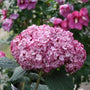 a closer look at the pink flowering of dwarf smooth leaf hydrangea plants
