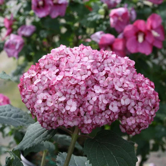 a closer look at the pink flowering of dwarf smooth leaf hydrangea plants