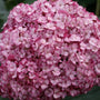 a close look at the bright pink petals of the mini mauvette hydrangea