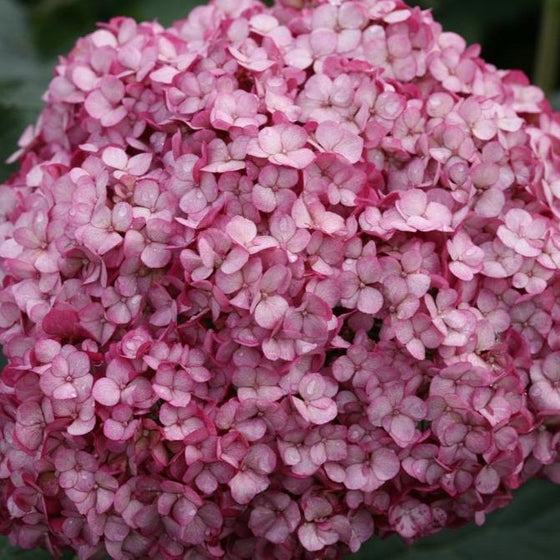 a close look at the bright pink petals of the mini mauvette hydrangea