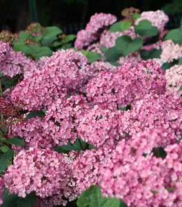 Invincibelle Mini Mauvette® Hydrangea