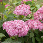 Invincibelle Spirit II Hydrangea plush pink flower clusters popping out of green foliage