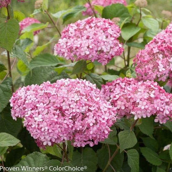 Invincibelle Spirit II Hydrangea plush pink flower clusters popping out of green foliage