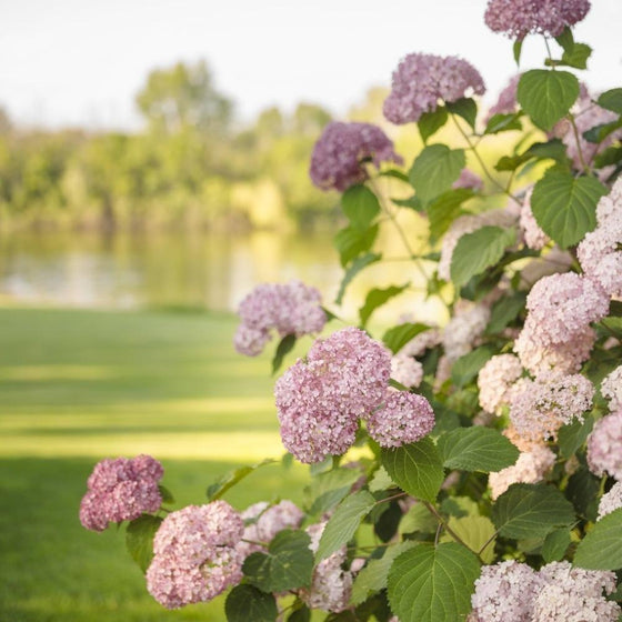 Invincibelle Spirit II Hydrangea shrub next to a river with light pink blooms
