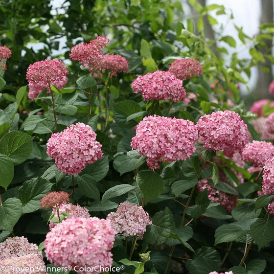 Hydrangea ハイドランジア ベルベリス Hydrangeas For Zone 3 Gardens: Caring For Hydrangeas In Cold