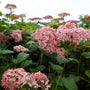 stunning pink color on invincibelle spirit hydrangea