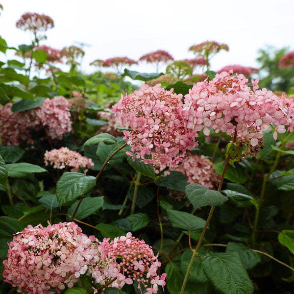 Hydrangea ハイドランジア ベルベリス 激レア ハイドランジア ベルベリス