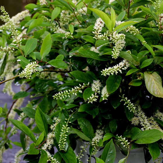 close up of itea blooms