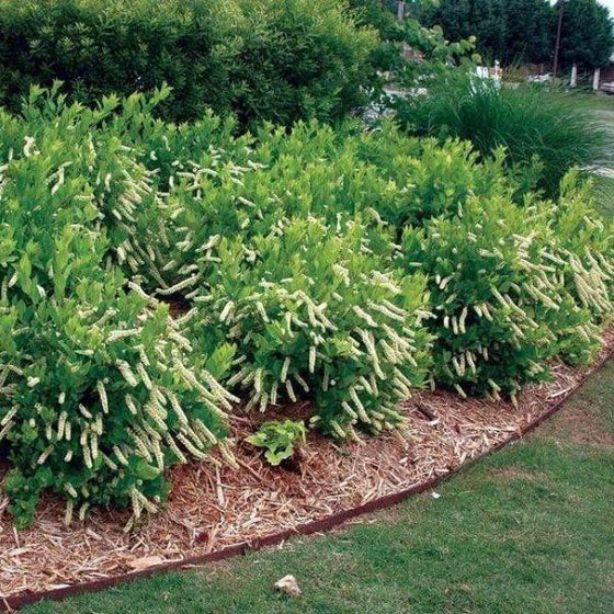 Itea Little Henry Shrub has long white flower clusters