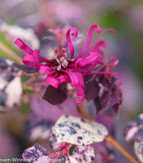 Proven Winners® Color Choice® Jazz Hands Variegated® Loropetalum