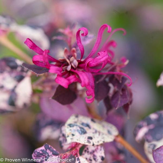 pink flower on jazz hands loropetalum variegated