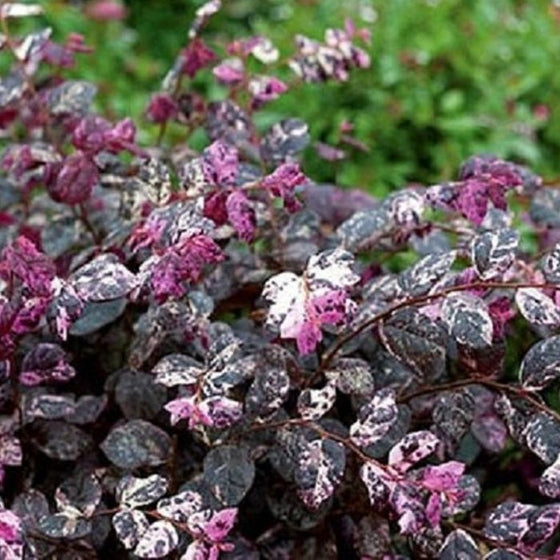 purple and white variegated leaves on the jazz hands loropetalum shrub