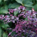 striking purple foliage on the jazz hands variegated loropetalum shrub