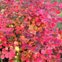 Fothergilla legend if the fall is new to homeowners in 2021 brilliant fall color