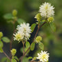 fothergilla legend of the fall blooms with brush shaped fragrant blooms in spring