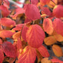 fothergilla legend of the fall is known for its brilliant fall color