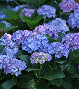 Blue Jangles® Reblooming Hydrangea